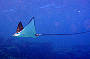 4 Day Coral Sea Dive Trip - Ocean View Standard