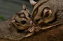 Possum