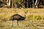 Grampians Great Escape