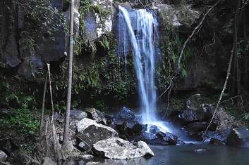 Curtis Falls at Mt Tamborine