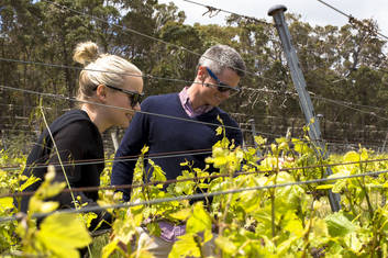 Inspecting the grape buds