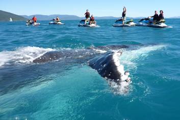 Whale Watching Whitsundays